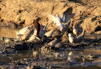 Mana Pools NP