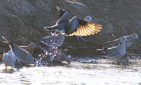 Collared doves - Malilangwe