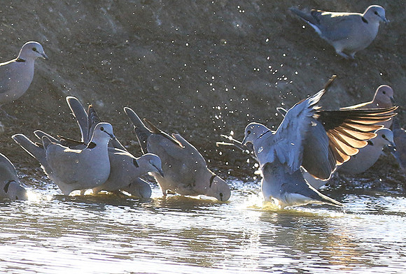 Collared doves - Malilangwe