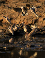 Mana Pools NP