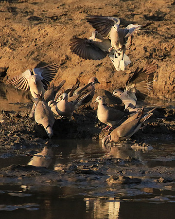 Mana Pools NP