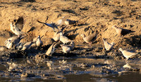 Mana Pools NP