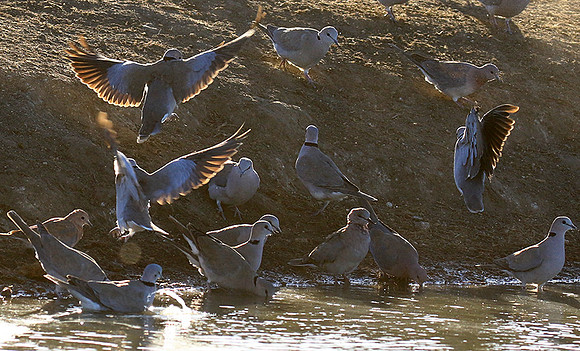 Collared doves - Malilangwe