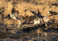 Mana Pools NP