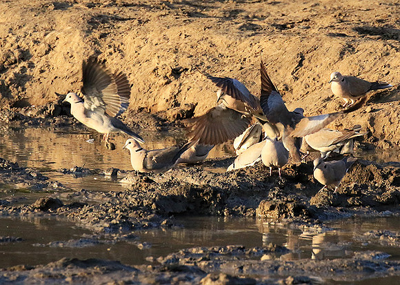 Mana Pools NP