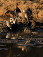 Mana Pools NP
