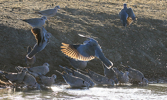 Collared doves - Malilangwe
