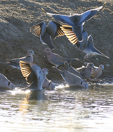 Collared doves - Malilangwe