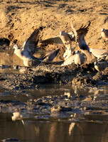 Mana Pools NP
