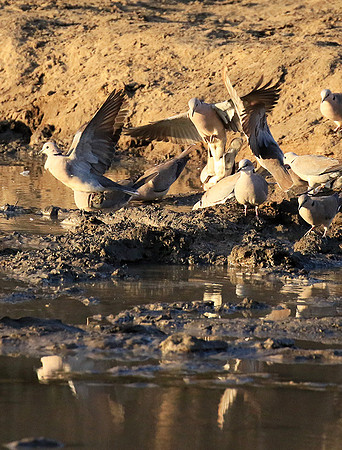Mana Pools NP