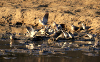 Mana Pools NP