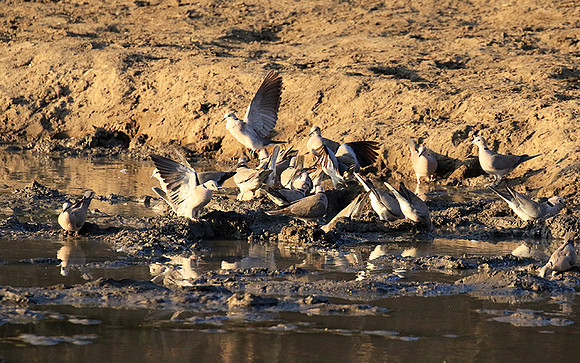 Mana Pools NP