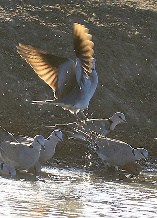 Collared doves - Malilangwe