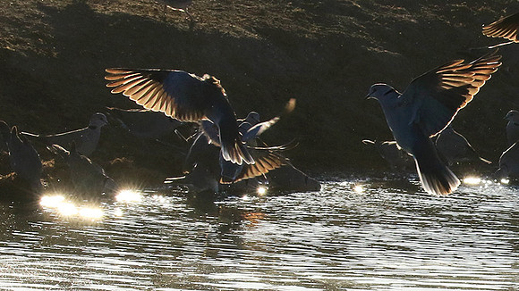 Malilangwe wildlife reserve