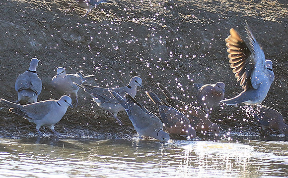 Collared doves - Malilangwe