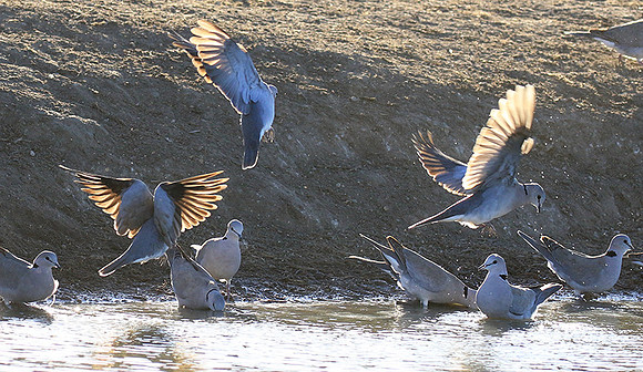 Collared doves - Malilangwe