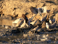 Mana Pools NP