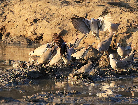 Mana Pools NP