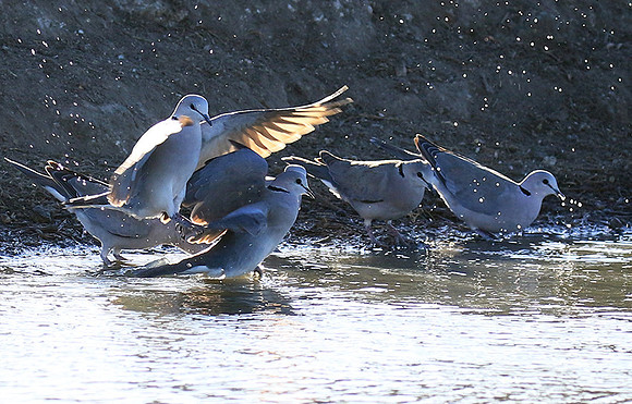 Collared doves - Malilangwe