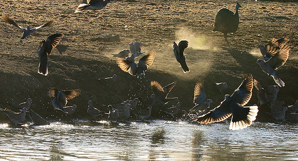 Collared doves - Malilangwe