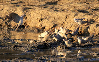 Mana Pools NP