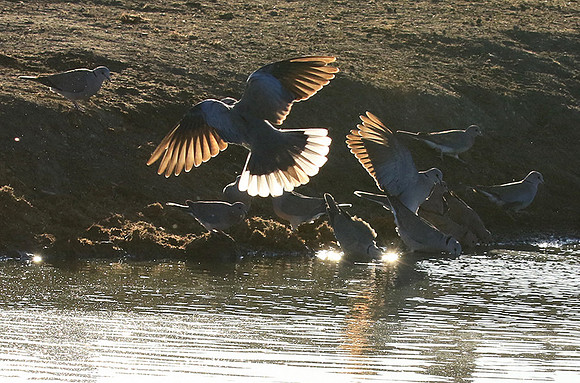 Collared doves - Malilangwe