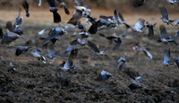 Mana Pools NP