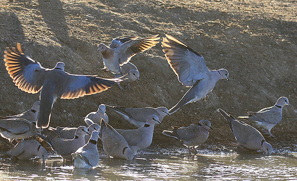 Collared doves - Malilangwe