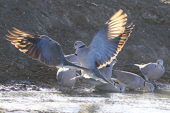 Collared doves - Malilangwe