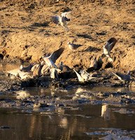Mana Pools NP
