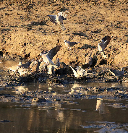 Mana Pools NP