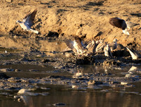 Mana Pools NP