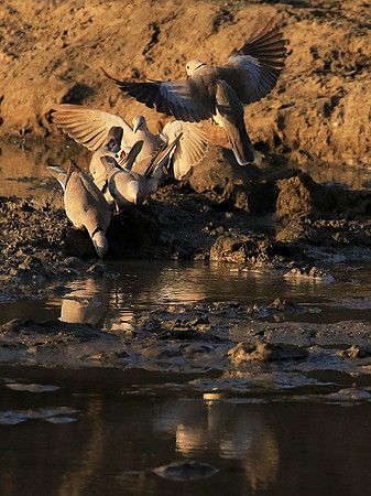 Mana Pools NP