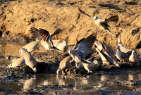 Mana Pools NP