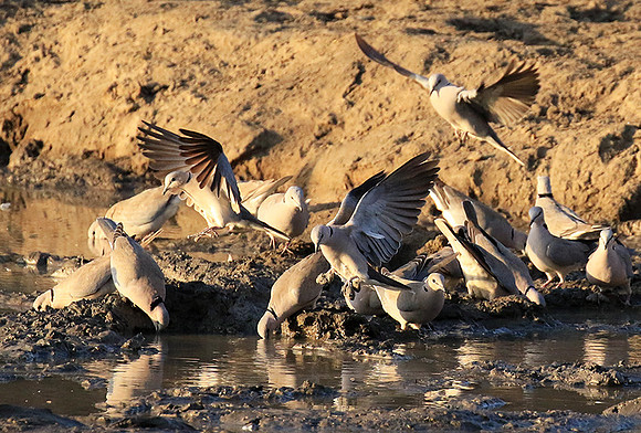 Mana Pools NP