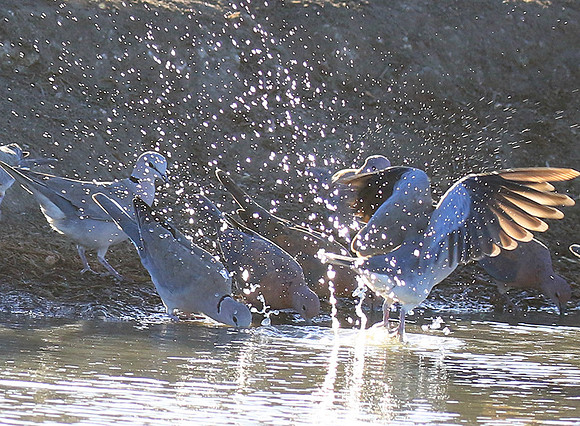 Malilangwe wildlife reserve