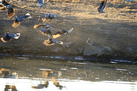 Collared doves - Malilangwe
