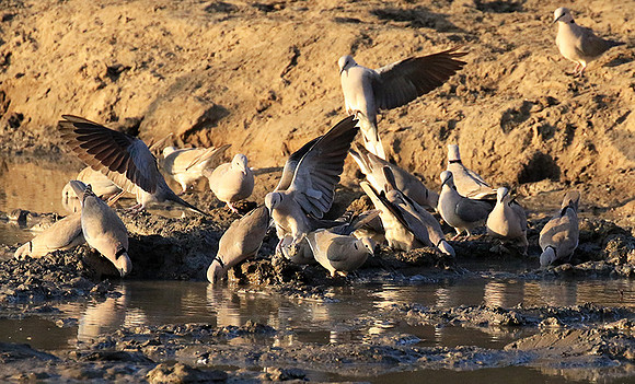 Mana Pools NP