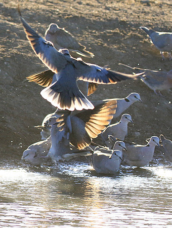 Collared doves - Malilangwe