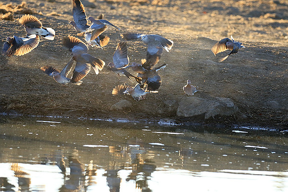 Collared doves - Malilangwe
