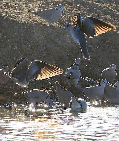 Collared doves - Malilangwe