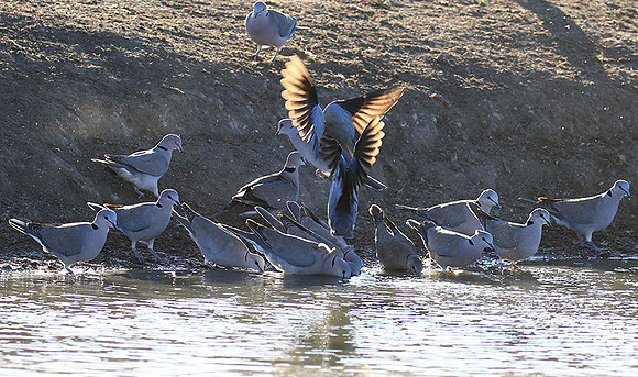 Collared doves - Malilangwe