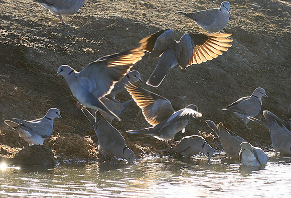 Collared doves - Malilangwe