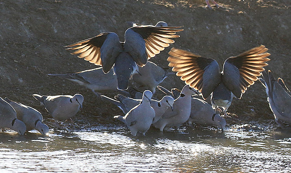 Collared doves - Malilangwe