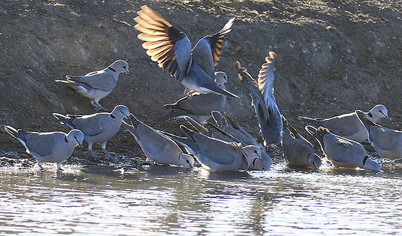 Collared doves - Malilangwe