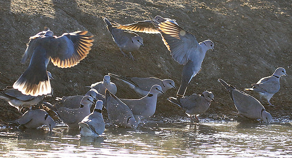 Collared doves - Malilangwe