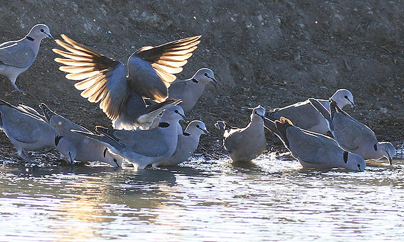 Collared doves - Malilangwe