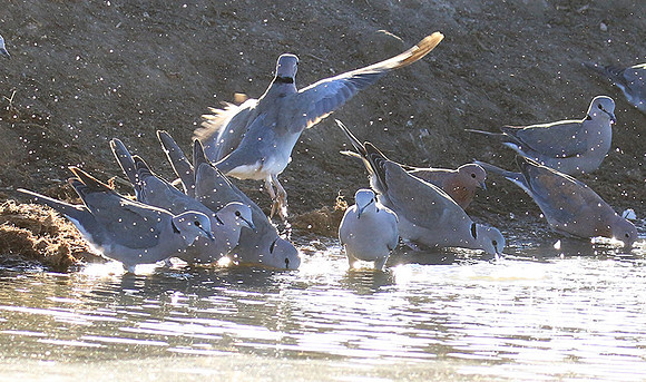 Collared doves - Malilangwe