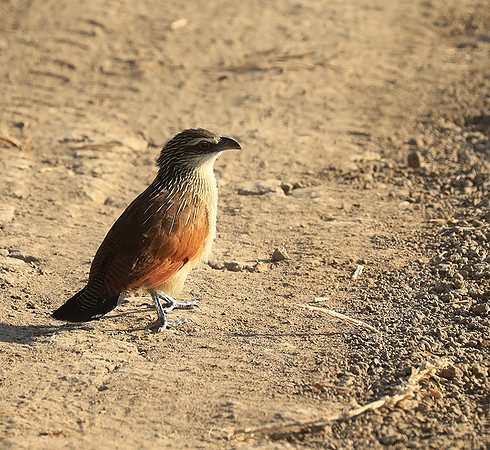 Luangwa NP