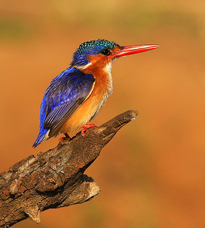 Malachite kingfisher - malilangwe